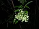 DSCN5980.JPG